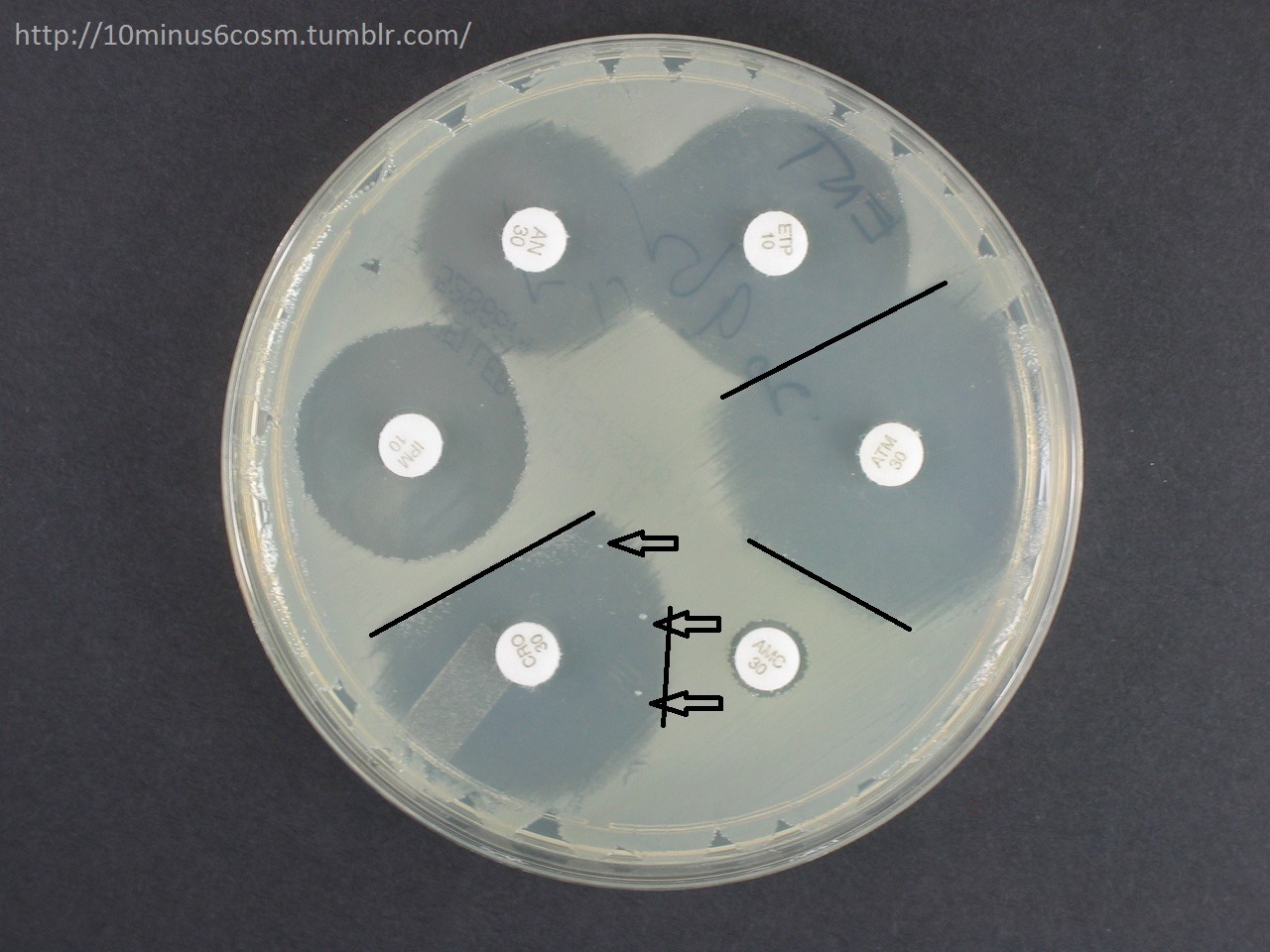 MICROCOSM Antimicrobial Resistance Series 12 AmpC and...