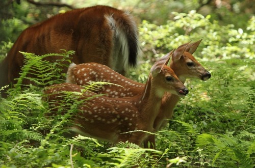 megarah-moon:“Whitetail Fawns Feeding” byShill718