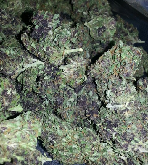 apt-420:Tropical kush, some dark bud