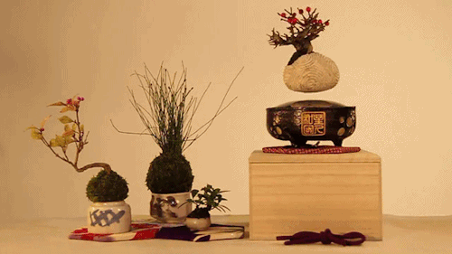 Floating Bonsai Tree