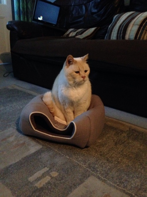 catsareaholes:acerb1a:Toffee was mad that he couldn’t fit in...