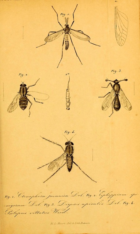 Diptera of the Dutch East Indies and related subjectsBy...