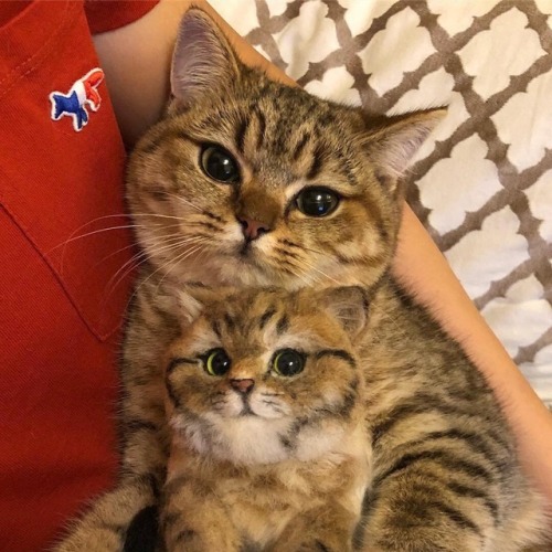 cutekittensarefun:✨ Happy familyNever forget the Cute...