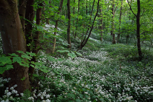 Transylvanian Forest