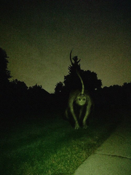 slimyswampghost:a night dog in the park off the greenwood...