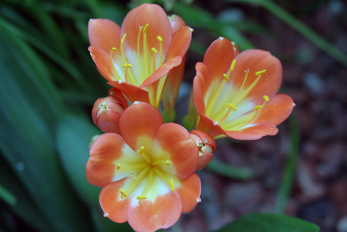 Clivia, also known as Natal or Bush Lillies 