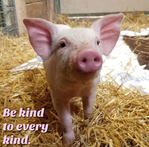 cute pigs on Tumblr