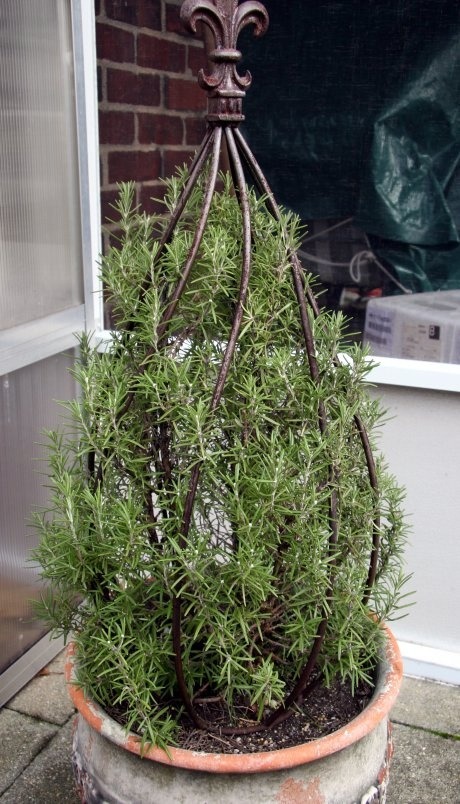 rosemary topiary — Gardening