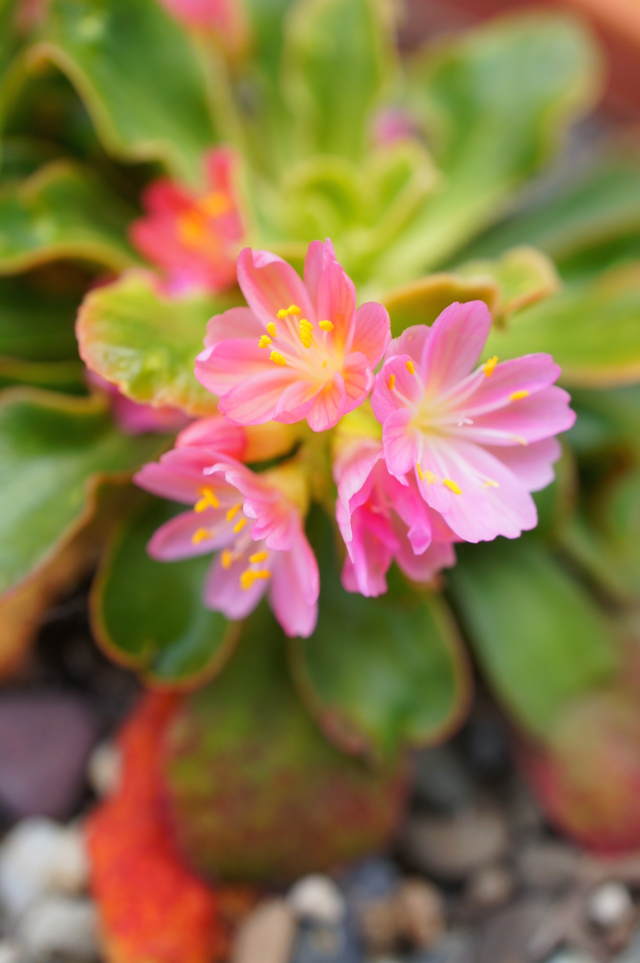 florafile Lewisia cotyledon (by florafile)cliff maiden