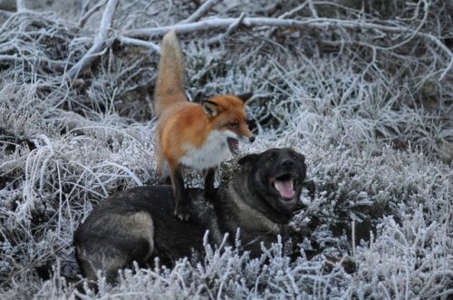 everythingfox:Look at them!!