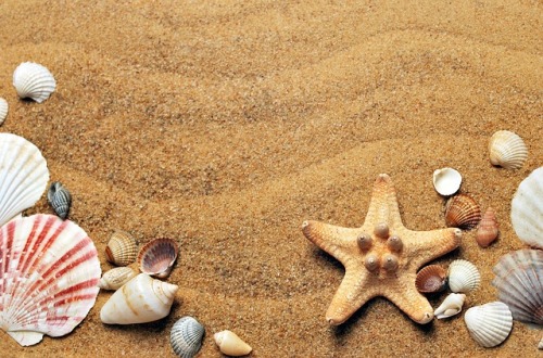 Muscheln am Strand