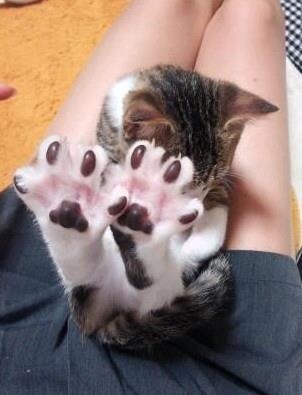 coolcatgroup:coolcatgroup:When cats stretch and spread their little toebeans out, reblog if you...