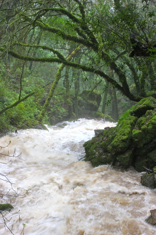 steepravine:Raging Marin River(Mount Tamalpais, California -...