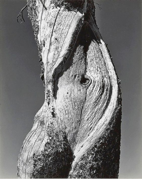 itsmyreasonforlovingyou:Edward Weston  -  Yosemite National...