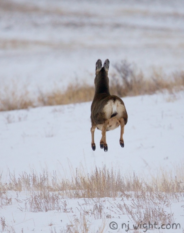 bouncy deer