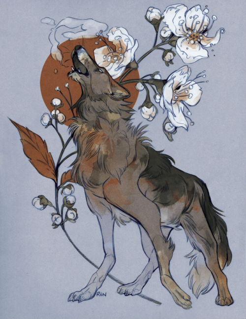 godzillabreath:grey wolf, queen-of-the-meadow, frigid...