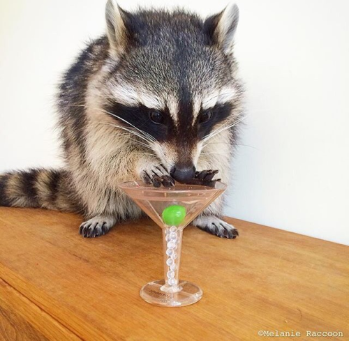 sweet trashcat drinkin