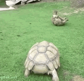 baby ninja turtle gif