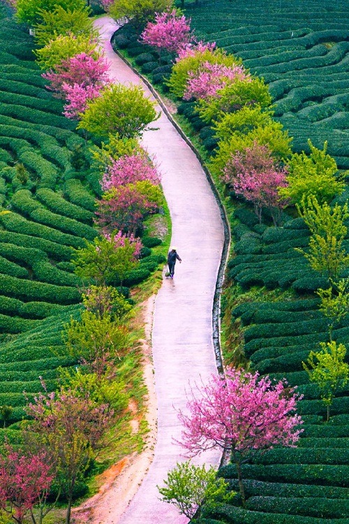 ponderation:tea farm spring by ceciliach 