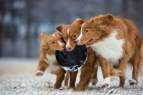 blueboyluca:The Guardian: Dog Photographer of the Year 2018 – in...