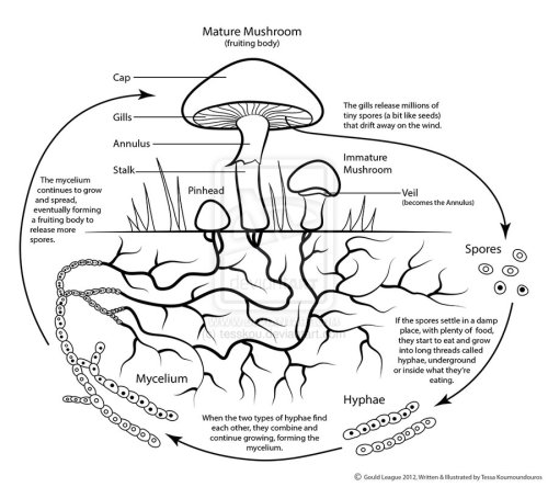 Science Visualized • Mushroom Life Cycle By ~tesskou Simplified