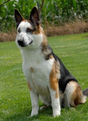 Don't Get Bit — “Panda German Shepherds” is a term coined for...