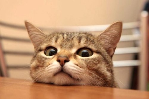 catasters