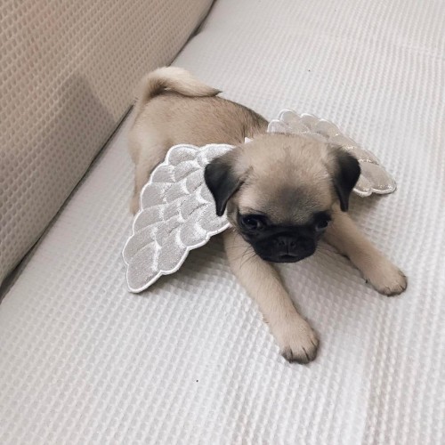 doggosource:an angel puggle