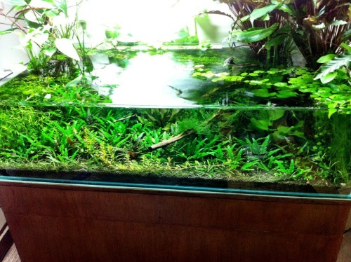 planted tank tumblr