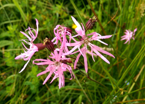 regnum-plantae:Lychnis flos-cuculi, CaryophyllaceaeWhen I...