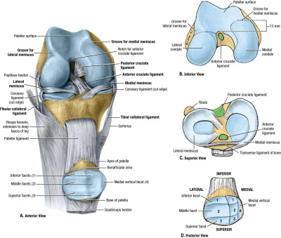 knee anatomy | Tumblr