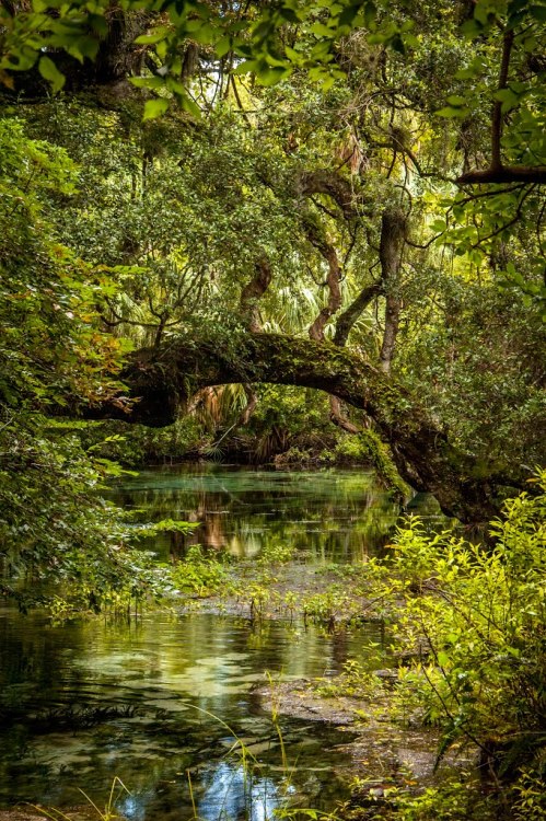 Dunnellon, Florida / USA (by Mil@n). - It's a beautiful world