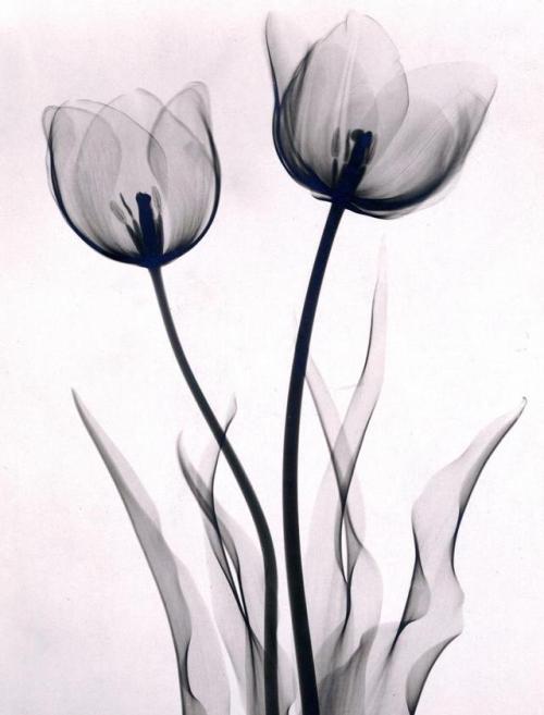 modijeanne:I  Rose , 1936. - II  Tulips , 1930.III Lily...