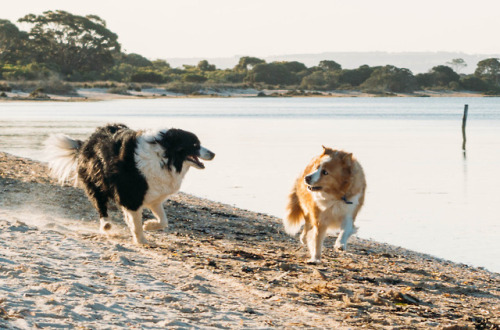 fightingsail:beach races take two! Harley won this round.