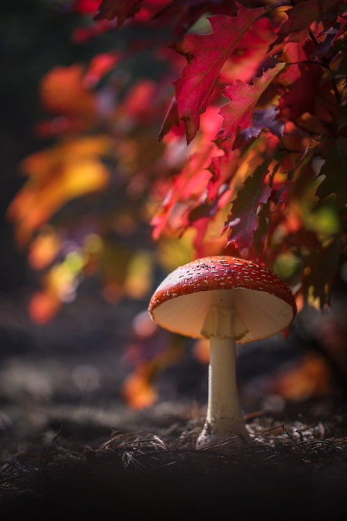 beautifulklicks:Lost in the autumnVyacheslav Mishchenko