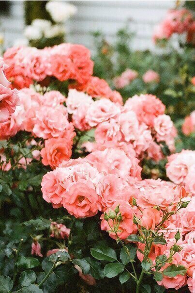 pink rose on Tumblr