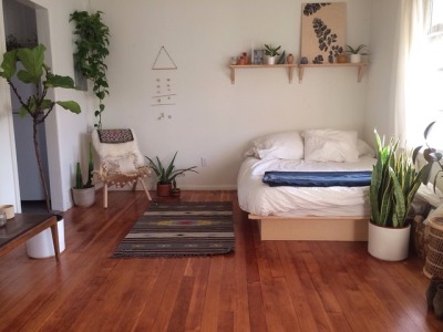 Mother-in-laws tongue (Sansevieria trifasciata) is the bedroom plant