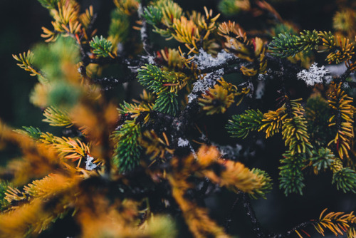 autumn-dreamin:brianstowell:Acadia National Park,...