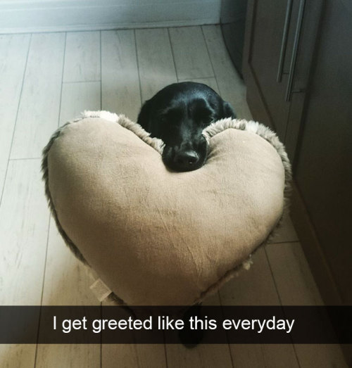 animalsnaps:Animal snaps