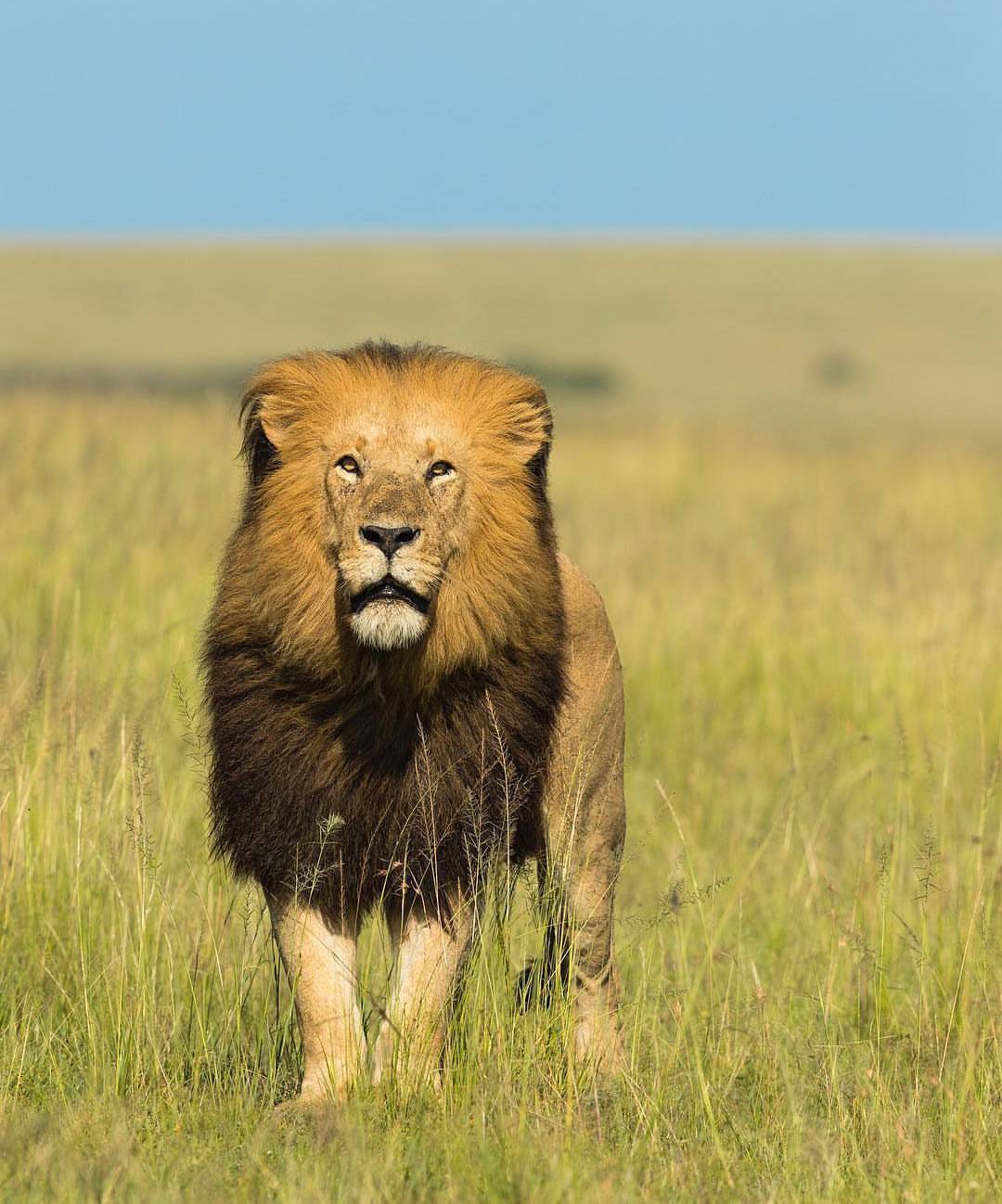 Wildlife Animals & Nature — . Photo By @shafi.rasheed Lion At Masai 