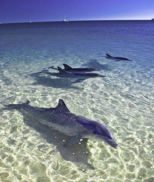 Dolphins are often seen in the waters off Siesta Key, FL