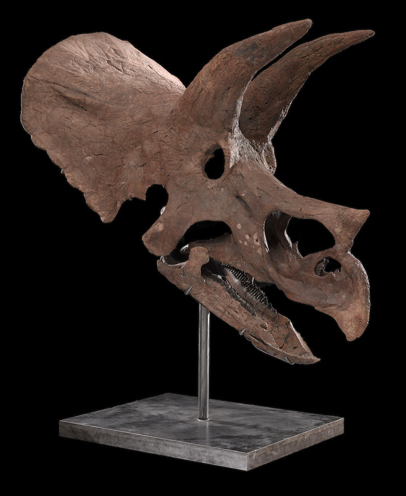 real triceratops skull for sale