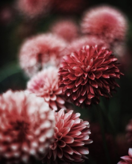 floralls:by Alixe Lay