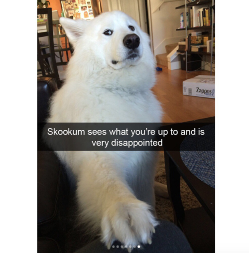 babyanimalgifs:Dog snaps