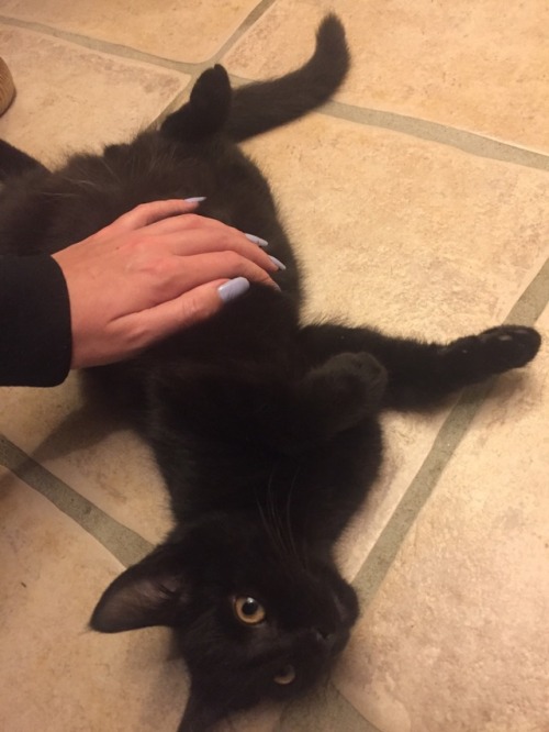 catsuggest:Salem suggests; accépt ce stomach pat