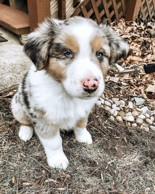 australian shepherd on Tumblr