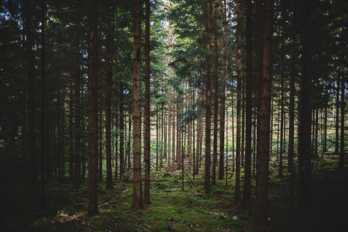 90377:The heart of another is a dark forest ↟ by Josefine Joss...