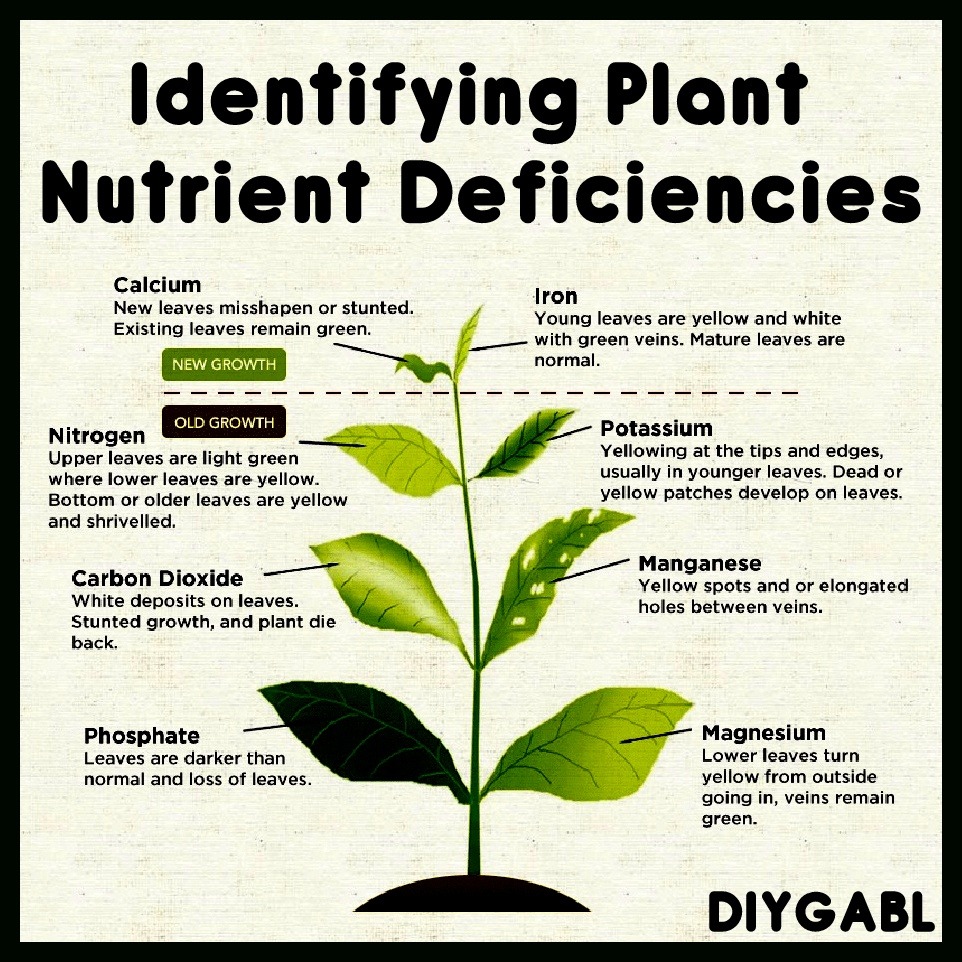 Identifying Plant Nutrient Deficiencies DIY Gardening & Better Living
