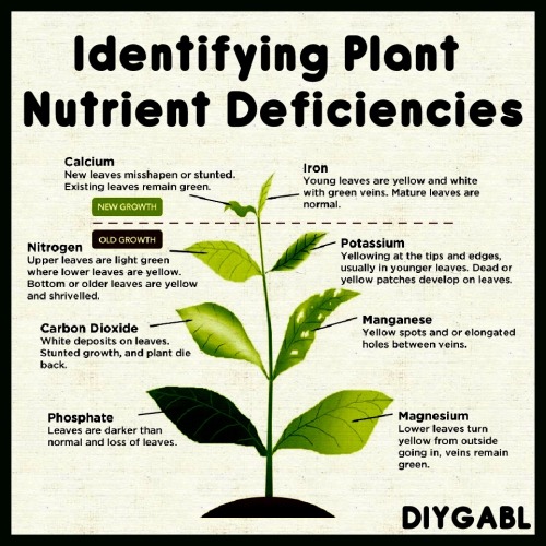 Tinned Pineapple, Identifying Plant Nutrient Deficiencies