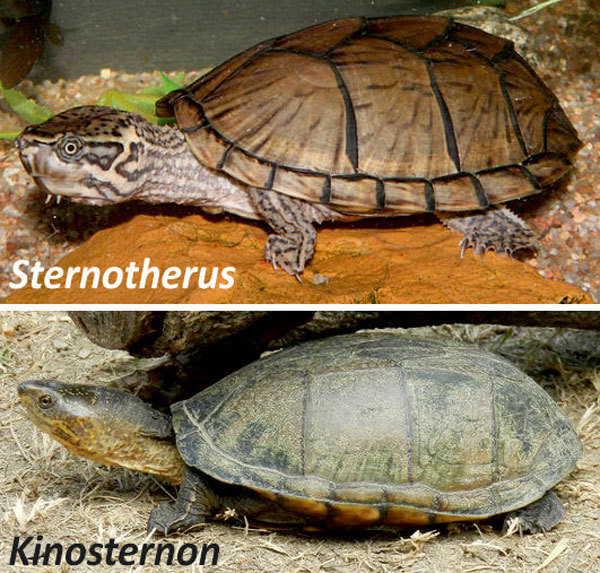 Reptile Facts - Rhamphotheca: Musk Turtles & Mud Turtles: Look